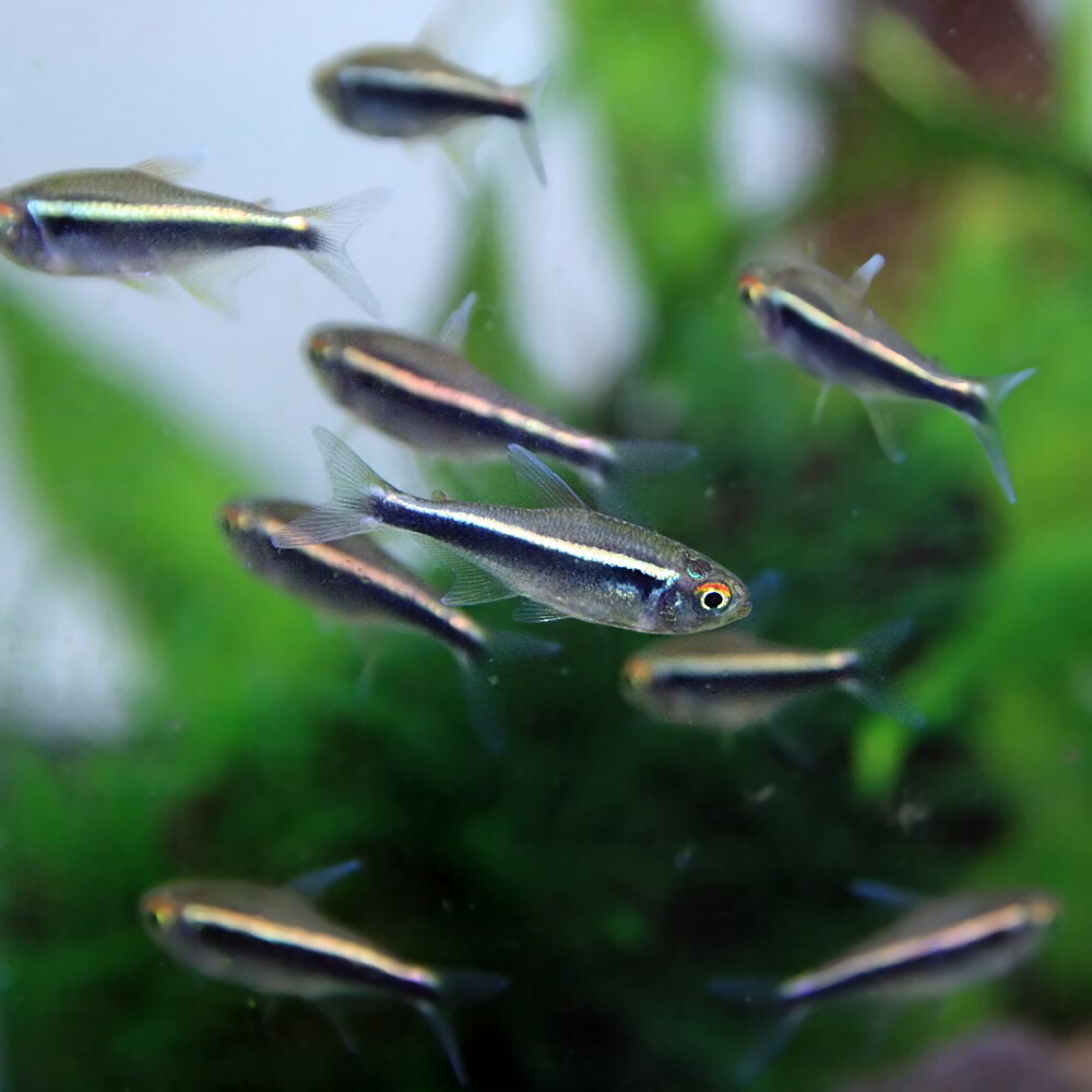 安い購入 楽天市場 熱帯魚 生体 ブラックネオン 約２cm ２００匹 水槽 熱帯魚 観賞魚 飼育 生体 通販 販売 アクアリウム あくありうむ ネオス 楽天市場店 高い素材 Lexusoman Com