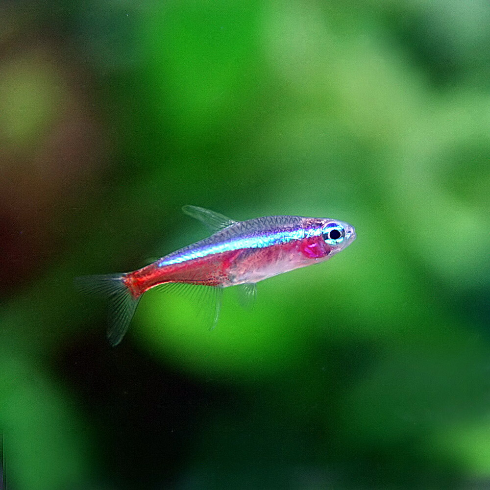 100 本物保証 熱帯魚 生体 グローライトテトラ 約２cm ２００匹 水槽 熱帯魚 観賞魚 飼育 生体 通販 販売 アクアリウム あくあり その他熱帯魚 アクアリウム用品 Wesclic Com