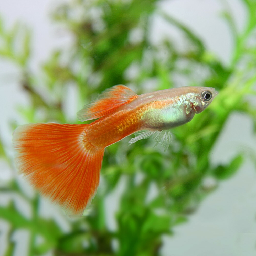 楽天市場 熱帯魚 生体 アルビノレッドテールグッピー 国産 約３cm １ペア 水槽 熱帯魚 観賞魚 飼育 生体 通販 販売 アクアリウム あくありうむ ネオス 楽天市場店