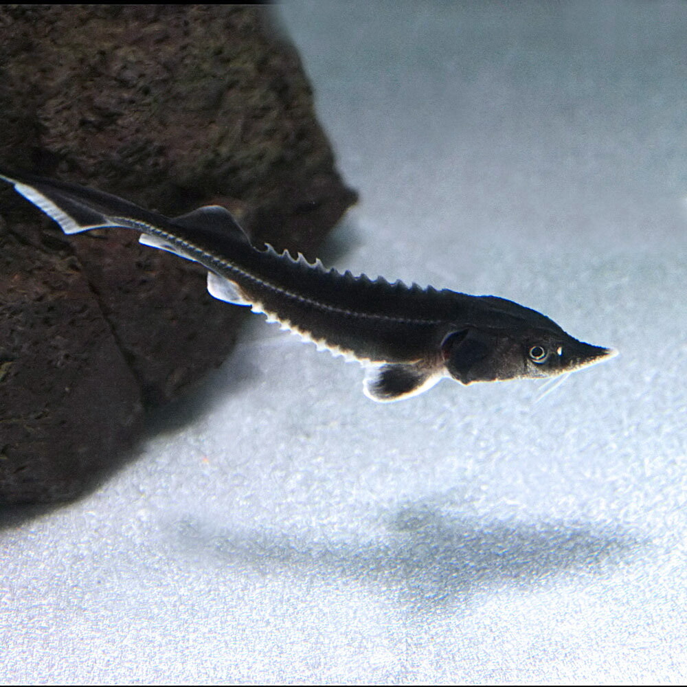 楽天市場 熱帯魚 生体 ベステルチョウザメ 約7cm １匹 水槽 熱帯魚 観賞魚 飼育 生体 通販 販売 アクアリウム あくありうむ ネオス 楽天市場店