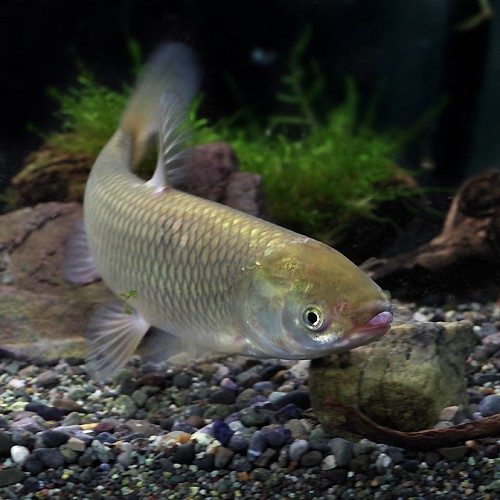 【楽天市場】(日淡)ソウギョ (約20cm)(1匹)【水槽/熱帯魚/観賞魚/飼育】【生体】【通販/販売】【アクアリウム/あくありうむ】【小型 ...
