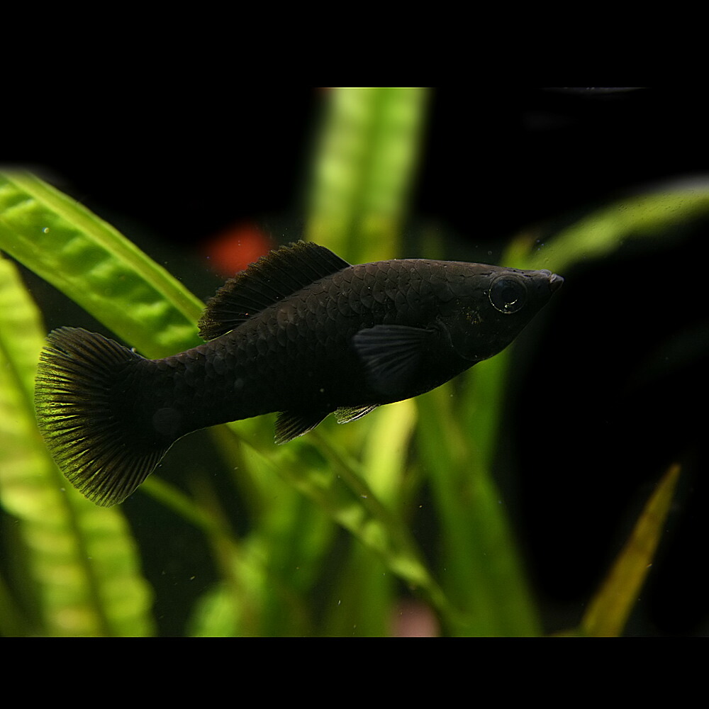 (熱帯魚 生体)ブラックモーリー(約3-4cm)(20匹)【水槽/熱帯魚/観賞魚/飼育】【生体】【通販/販売】【アクアリウム/あくありうむ】 (熱帯魚 生体)ブラックモーリー(約3-4cm)(20匹)【水槽/熱帯魚/観賞魚/飼育】【生体】【通販/販売】【アクアリウム/あくありうむ】