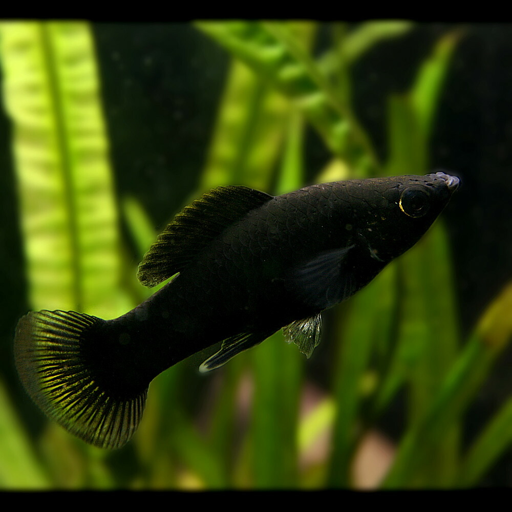 (熱帯魚 生体)ブラックモーリー(約3-4cm)(20匹)【水槽/熱帯魚/観賞魚/飼育】【生体】【通販/販売】【アクアリウム/あくありうむ】 (熱帯魚 生体)ブラックモーリー(約3-4cm)(20匹)【水槽/熱帯魚/観賞魚/飼育】【生体】【通販/販売】【アクアリウム/あくありうむ】