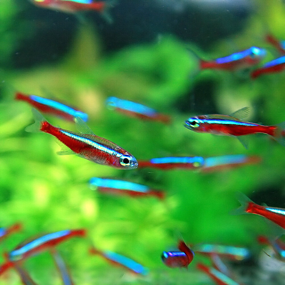 楽天市場】(熱帯魚 生体)オレンジグリッターダニオ （約2cm）（4匹