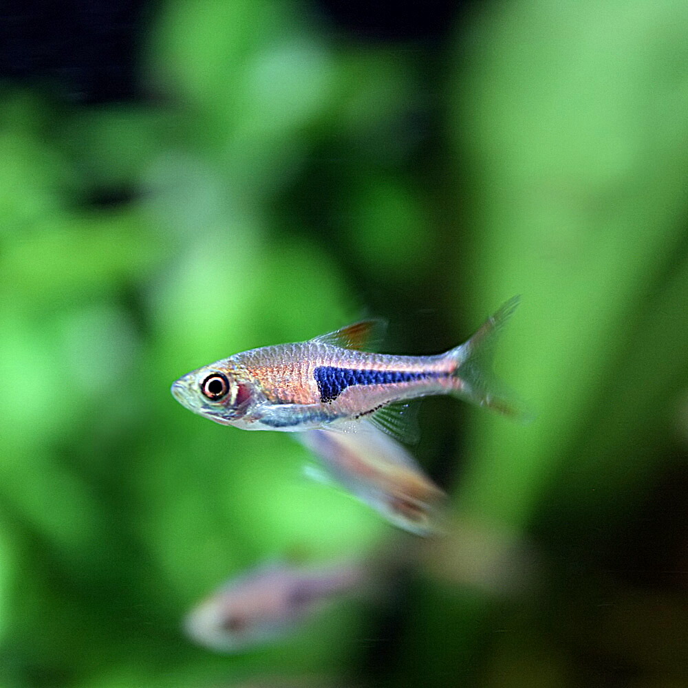 楽天市場 熱帯魚 生体 ラスボラ エスペイ 約１ ５cm ３０匹 水槽 熱帯魚 観賞魚 飼育 生体 通販 販売 アクアリウム あくありうむ ネオス 楽天市場店