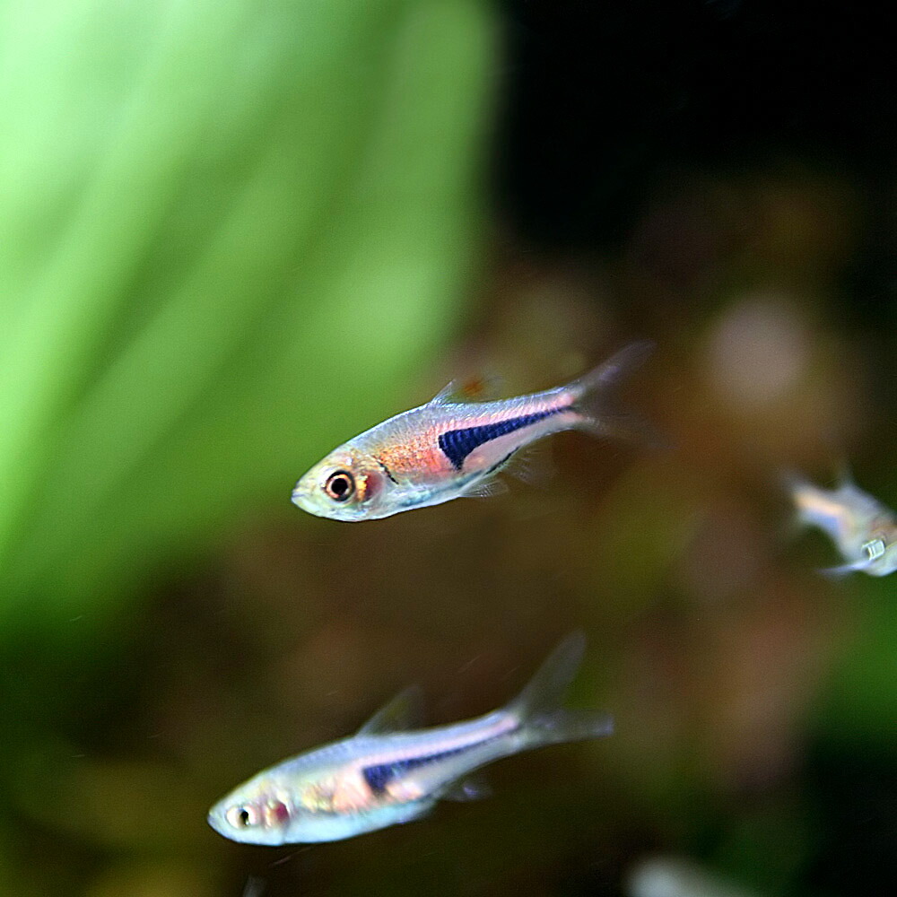 輝く高品質な 熱帯魚 生体 ラスボラ エスペイ 約１ ５cm １００匹 水槽 熱帯魚 観賞魚 飼育 生体 通販 販売 アクアリウム あくありうむ 人気が高い Educacion Fecolsog Org