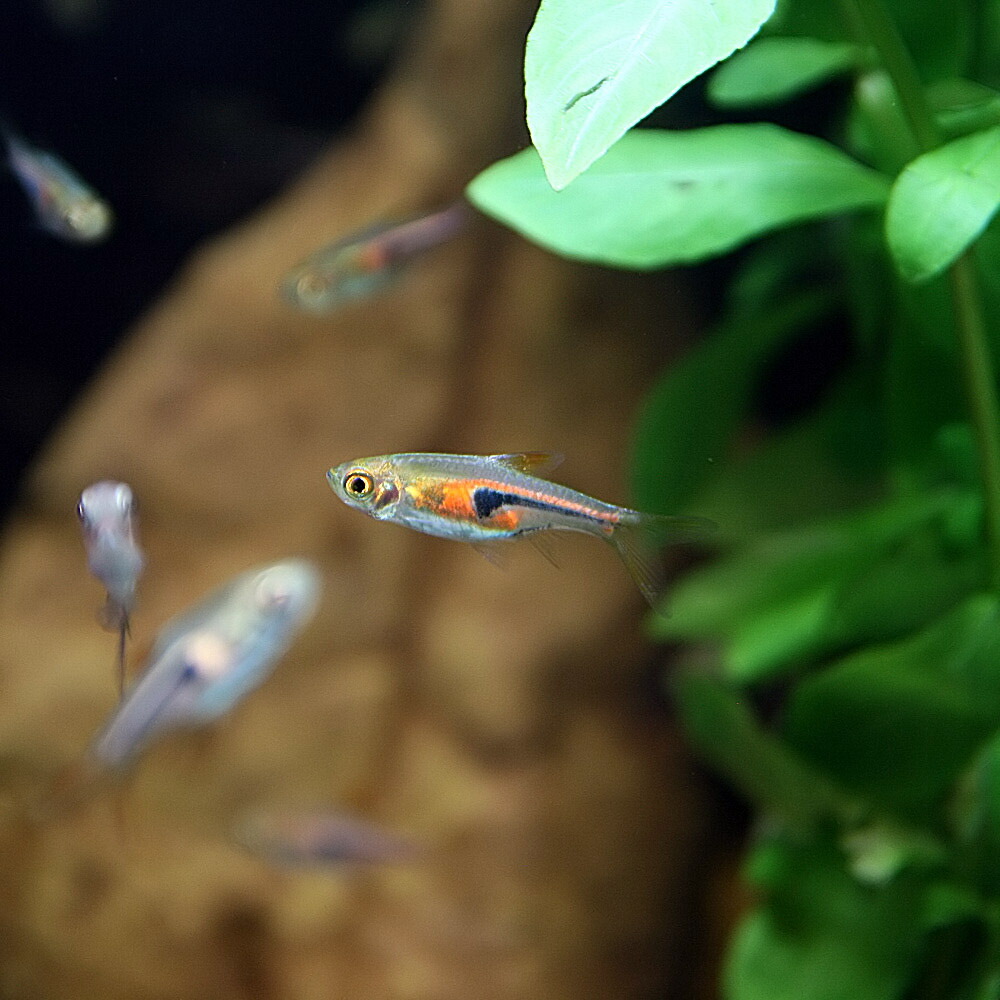 希少 楽天市場 熱帯魚 生体 ラスボラ エスペイ 約１ ５cm １００匹 水槽 熱帯魚 観賞魚 飼育 生体 通販 販売 アクアリウム あくありうむ ネオス 楽天市場店 早割クーポン Lexusoman Com