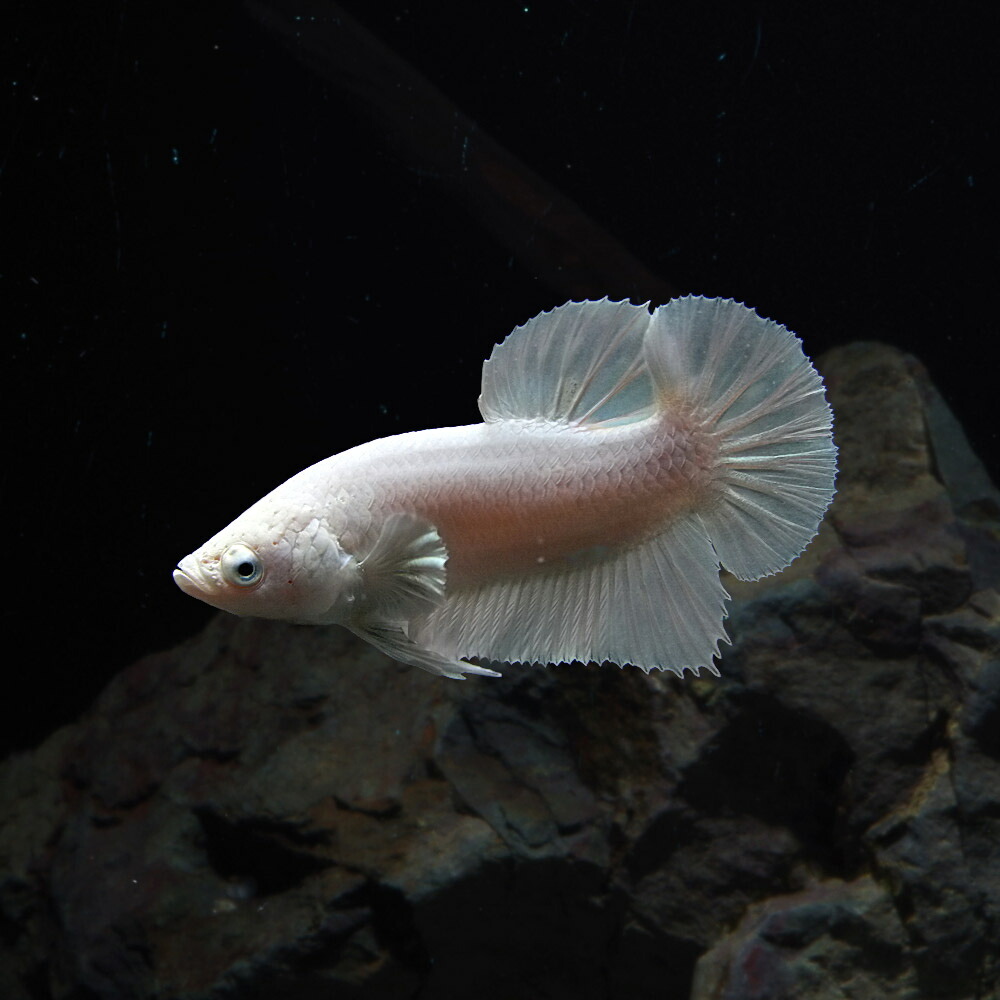 楽天市場 熱帯魚 生体 ベタ プラガット プラチナホワイト オス 約３cm １匹 水槽 熱帯魚 観賞魚 飼育 生体 通販 販売 アクアリウム あくありうむ ネオス 楽天市場店