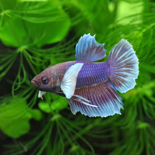 ✨アクネ✨ファットファームベロア bboy レア phatfarm ファットファーム ベロア セットアップ ロカウェア