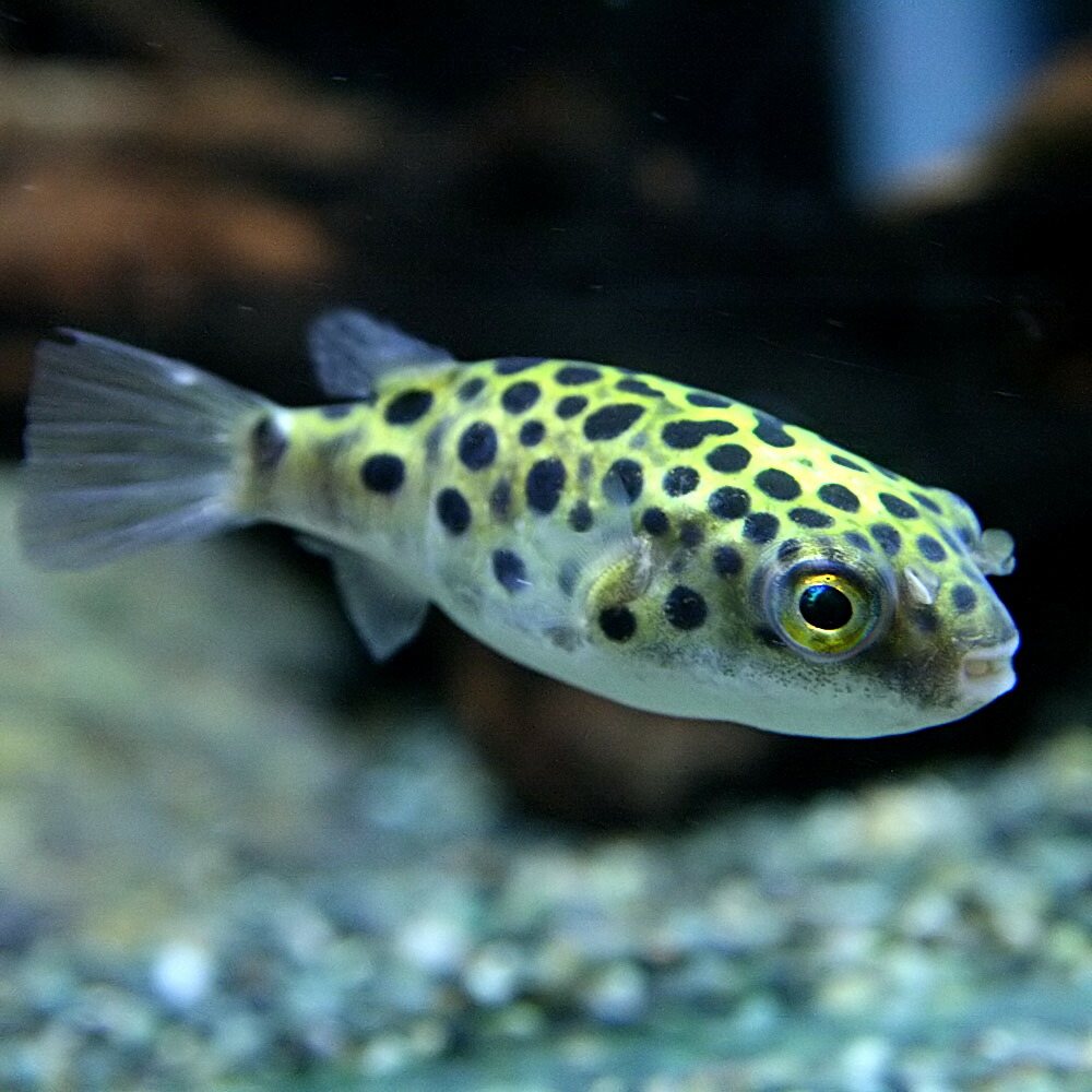 楽天市場 熱帯魚 生体 ミドリフグ 約２ ３cm ２０匹 水槽 熱帯魚 観賞魚 飼育 生体 通販 販売 アクアリウム あくありうむ ネオス 楽天市場店