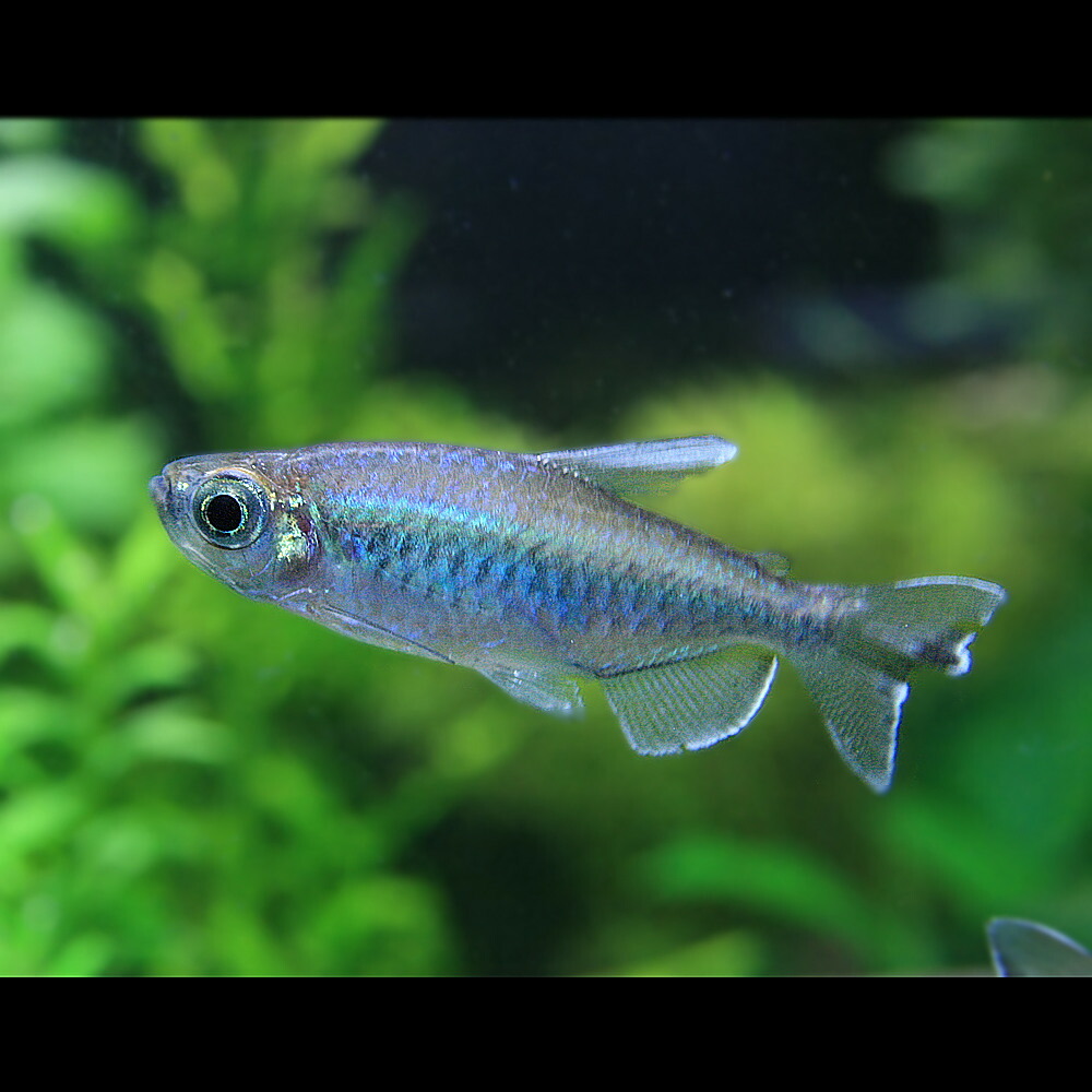 Tetra - アフリカン シクリッド (上) 西アフリカ産　(下) 東アフリカ産　熱帯魚 Tetra - アフリカン シクリッド (上) 西アフリカ産 (下) 東