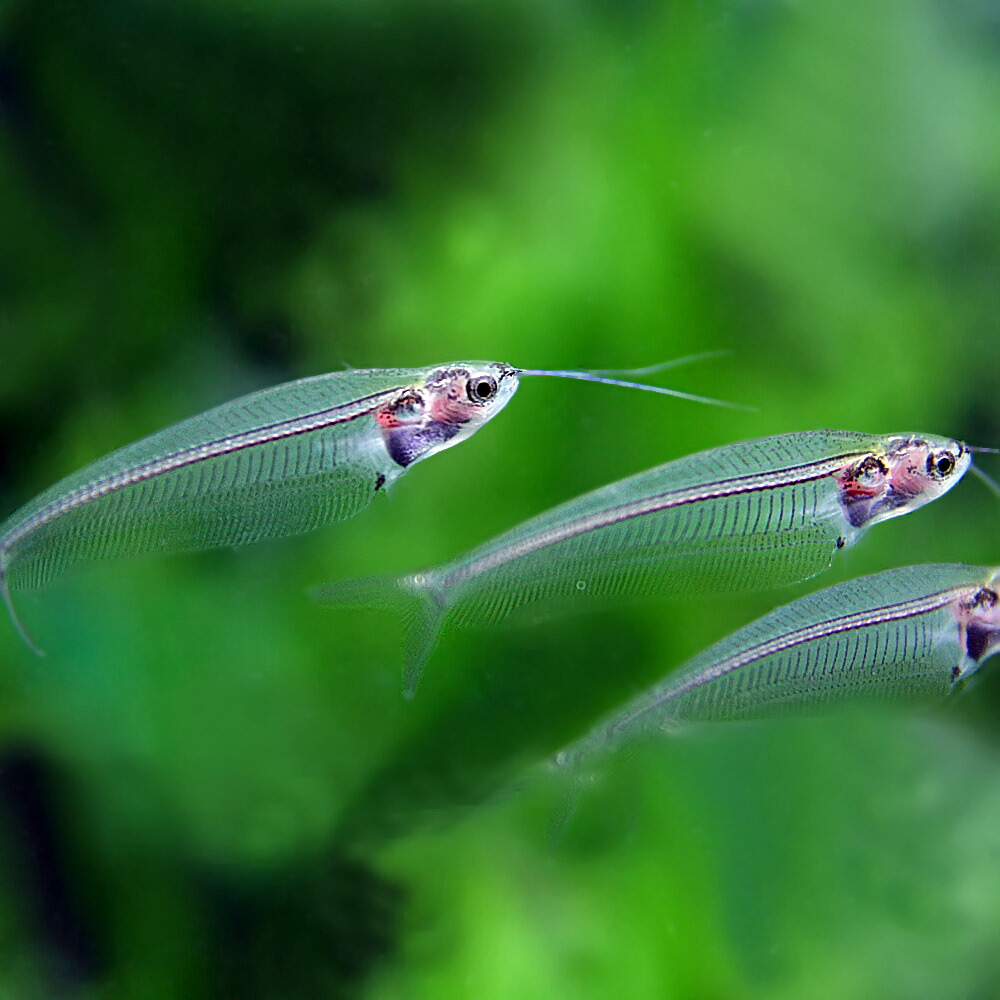 【楽天市場】(熱帯魚 生体)トランスルーセントグラスキャット (約47cm)(2匹)【水槽/熱帯魚/観賞魚/飼育】【生体】【通販/販売】【アクアリウム/あくありうむ】【小型】:ネオス 楽天市場店 【楽天市場】(熱帯魚 生体)トランスルーセントグラスキャット (約47cm)(2匹)【水槽/熱帯魚/観賞魚/飼育】【生体】【通販/販売】【アクアリウム/あくありうむ】【小型】:ネオス 楽天市場店