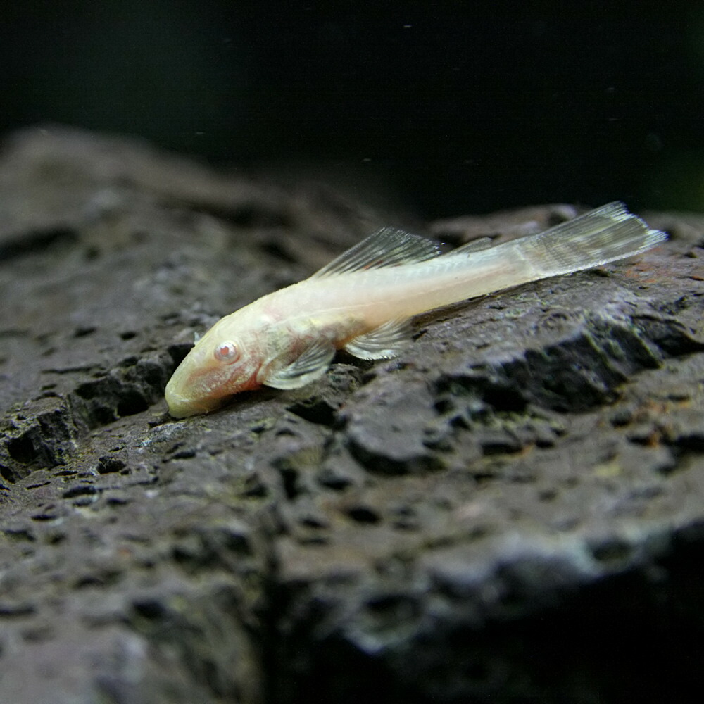 【楽天市場】(熱帯魚 プレコ)アルビノミニブッシープレコ （約１-２cm）（１匹）【水槽/熱帯魚 /観賞魚/飼育】【生体】【通販/販売】【アクアリウム/あくありうむ】【小型】