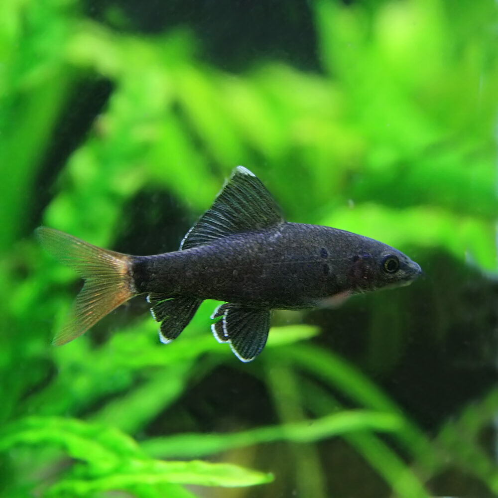 楽天市場 熱帯魚 生体 レッドテールブラックシャーク 約３ ４cm ３匹 中型 水槽 熱帯魚 観賞魚 飼育 生体 通販 販売 アクアリウム あくありうむ ネオス 楽天市場店
