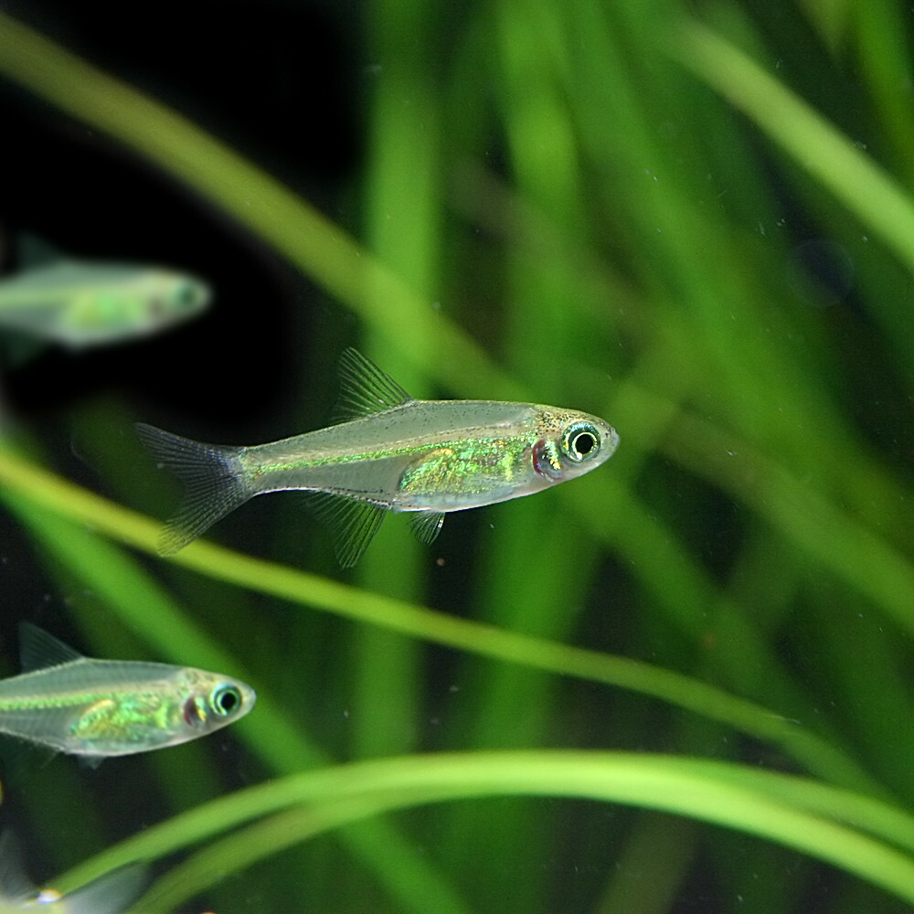 楽天市場】(熱帯魚 生体)オレンジグリッターダニオ （約2cm）（4匹