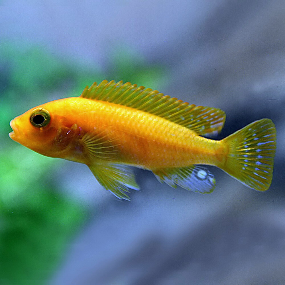 楽天市場 熱帯魚 生体 レッドゼブラシクリッド 約２ ３cm ５匹 水槽 熱帯魚 観賞魚 飼育 生体 通販 販売 アクアリウム あくありうむ ネオス 楽天市場店