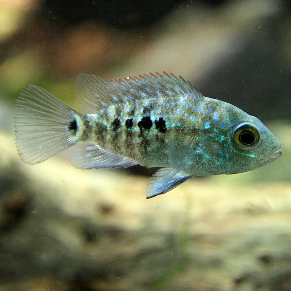 楽天市場 熱帯魚 生体 テキサスシクリッド 約４cm １匹 水槽 熱帯魚 観賞魚 飼育 生体 通販 販売 アクアリウム あくありうむ ネオス 楽天市場店