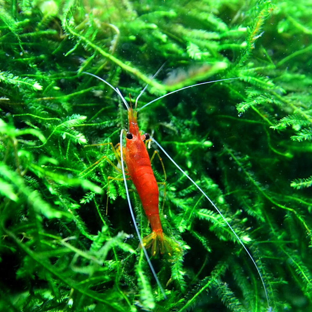 楽天市場 エビ ブラッディーマリーシュリンプ 約１cm ３匹 水槽 熱帯魚 観賞魚 飼育 生体 通販 販売 アクアリウム あくありうむ ネオス 楽天市場店