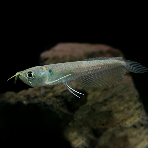 楽天市場 熱帯魚 生体 シルバーアロワナ ｓサイズ ６ ７cm ベビー １匹 水槽 熱帯魚 観賞魚 飼育 生体 通販 販売 アクアリウム あくありうむ ネオス 楽天市場店