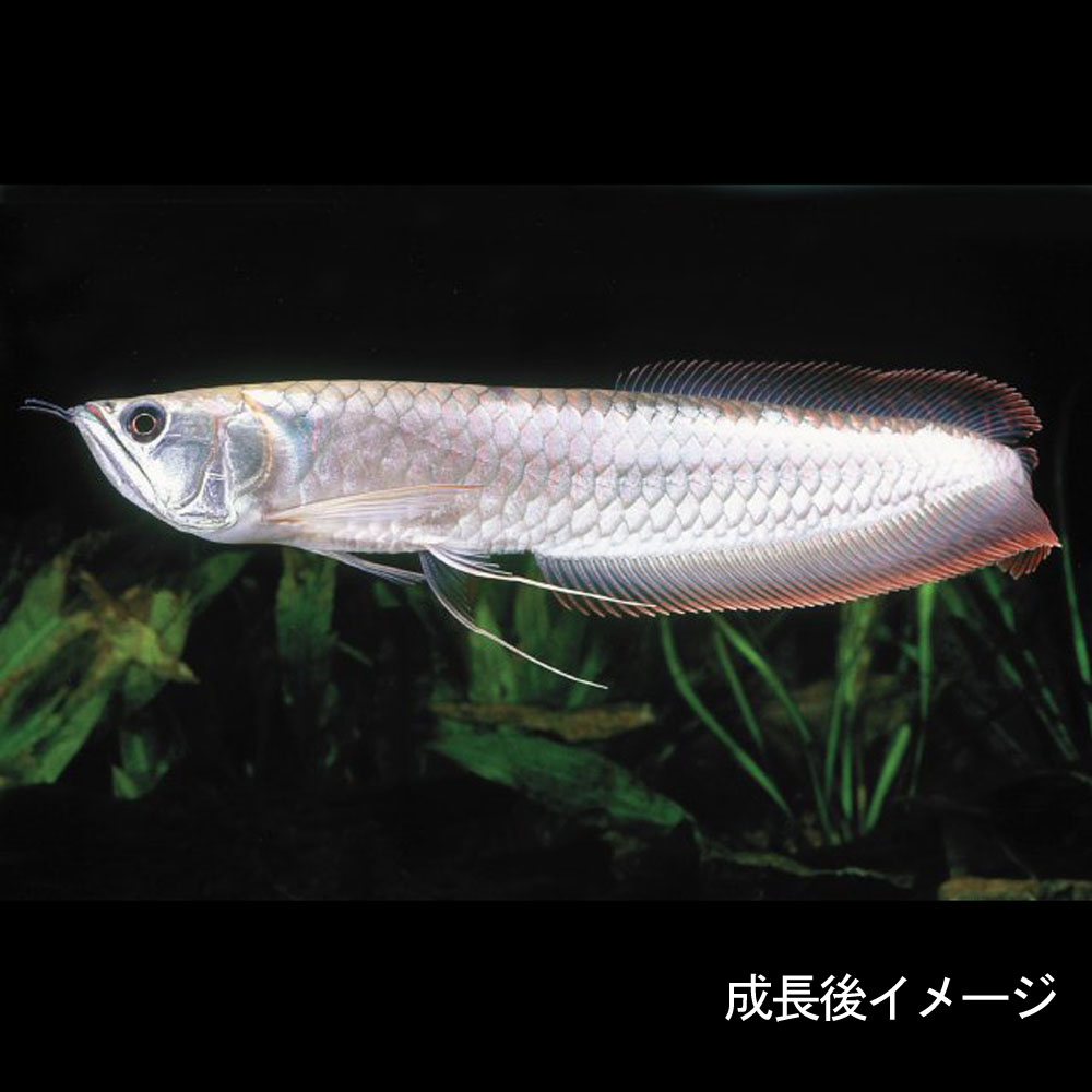 現金特価 熱帯魚 生体 シルバーアロワナ ｓサイズ 6 7cm ベビー １０匹 水槽 熱帯魚 観賞魚 飼育 生体 通販 販売 アクアリウム あくありうむ ネオス 店 楽天 Arro Studio Com