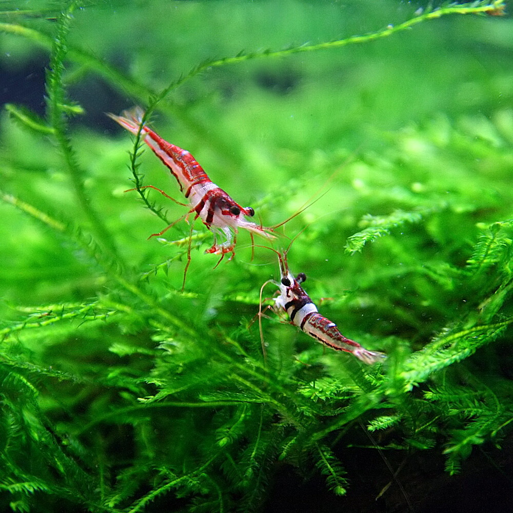 楽天市場 エビ ハーレークィーン シュリンプ 約１cm ２０匹 水槽 熱帯魚 観賞魚 飼育 生体 通販 販売 アクアリウム あくありうむ ネオス 楽天市場店