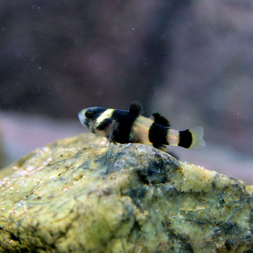 楽天市場 熱帯魚 生体 バンブルビーゴビー 約１ ５cm ４匹 水槽 熱帯魚 観賞魚 飼育 生体 通販 販売 アクアリウム あくありうむ ネオス 楽天市場店