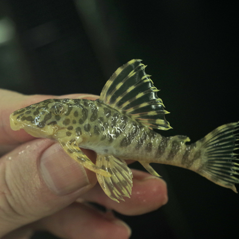 楽天市場 熱帯魚 生体 クイーンインペリアルタイガープレコ 約５cm １匹 水槽 熱帯魚 観賞魚 飼育 生体 通販 販売 アクアリウム あくありうむ ネオス 楽天市場店