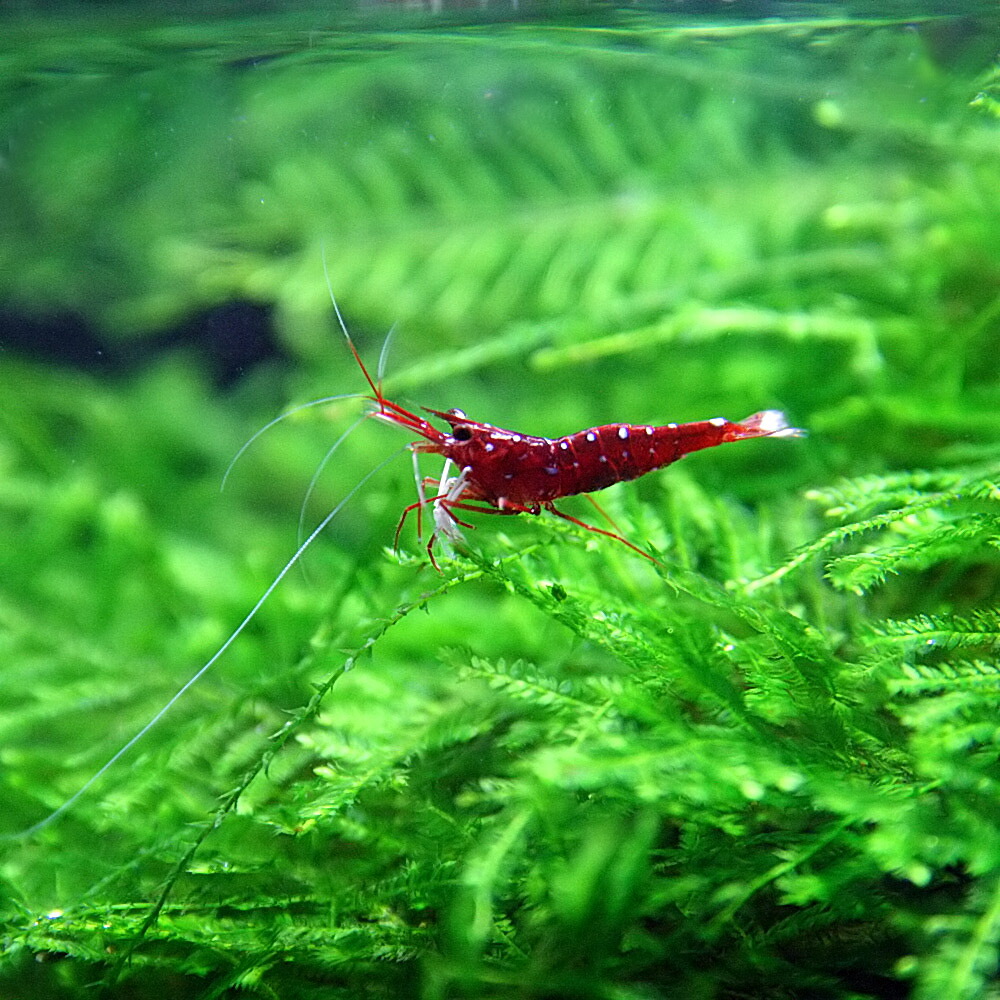 楽天市場 エビ ホワイトグローブ シュリンプ 約１cm １匹 水槽 熱帯魚 観賞魚 飼育 生体 通販 販売 アクアリウム あくありうむ ネオス 楽天市場店