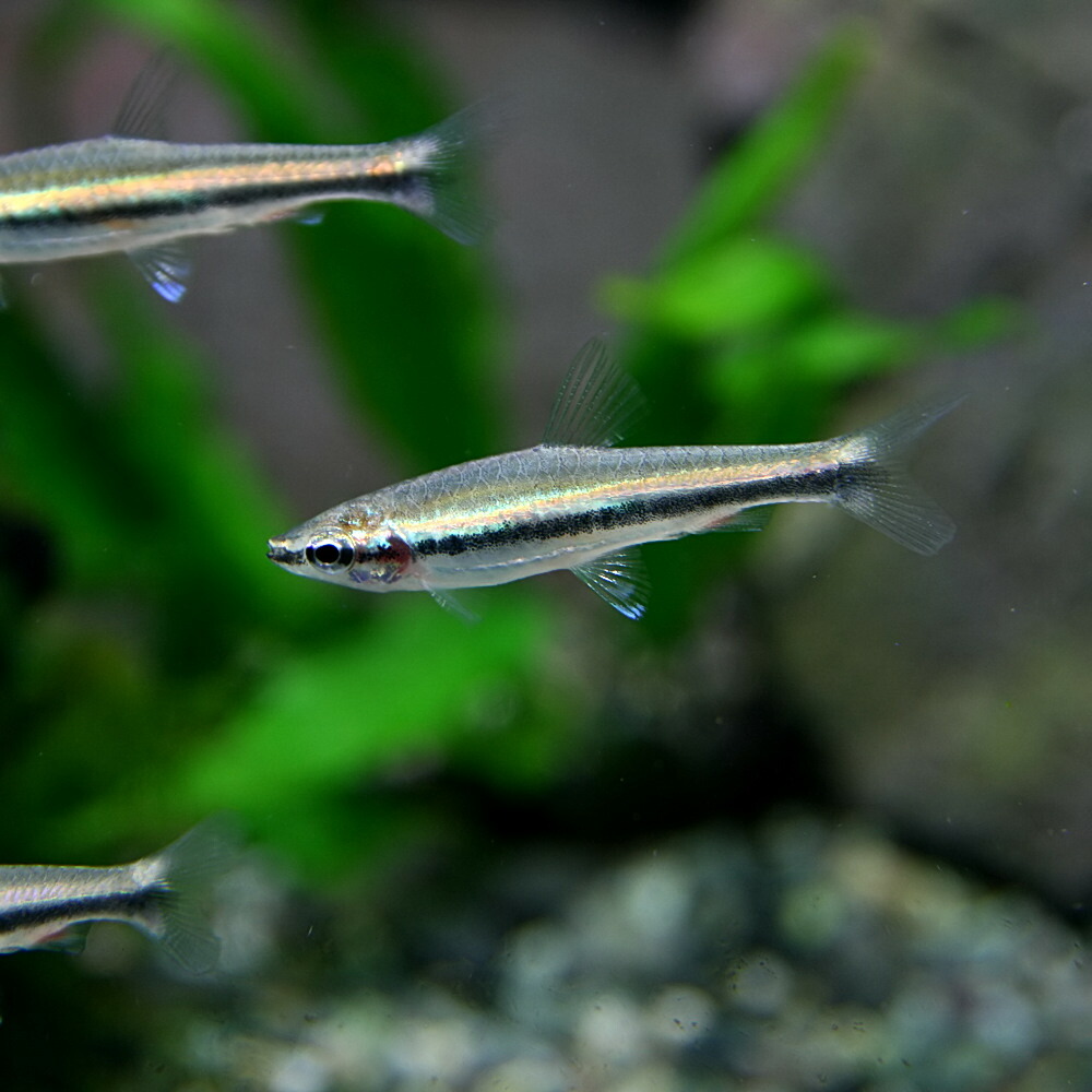 楽天市場 熱帯魚 生体 ゴールデンペンシル 約２cm ３匹 水槽 熱帯魚 観賞魚 飼育 生体 通販 販売 アクアリウム あくありうむ ネオス 楽天市場店