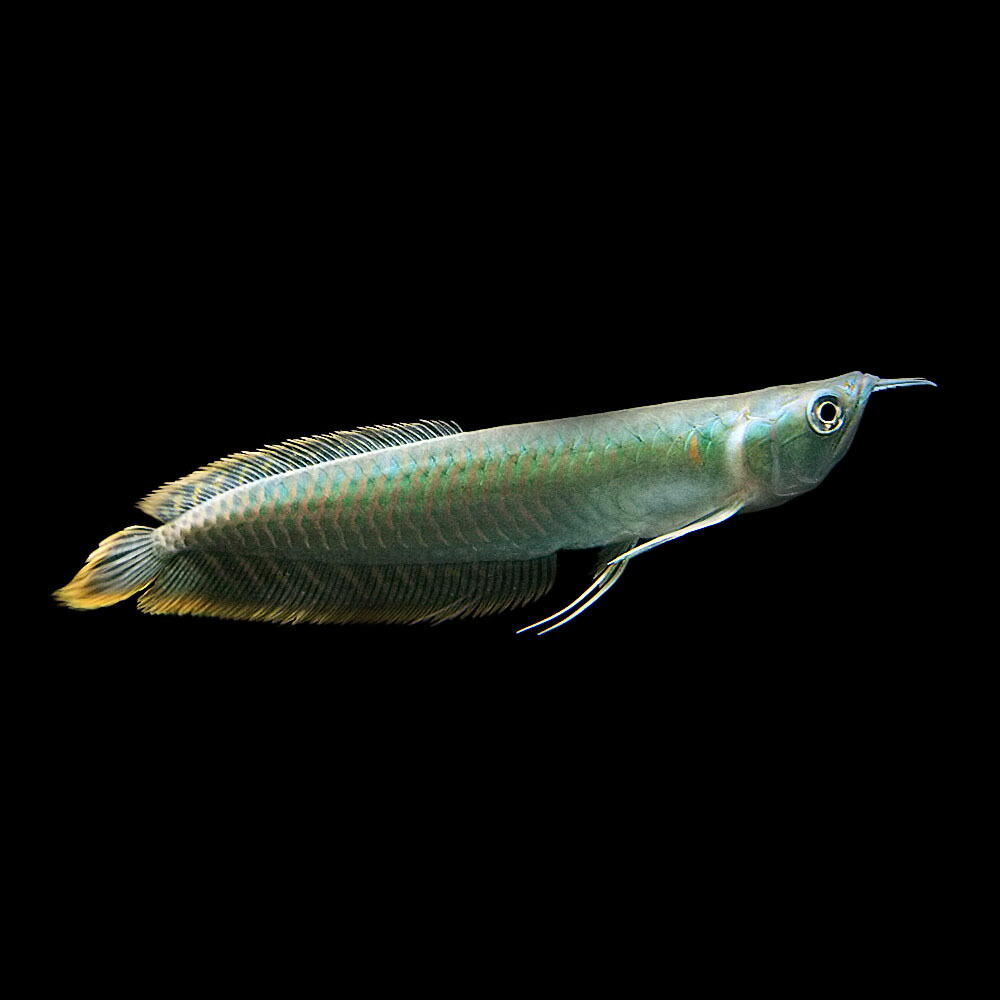 楽天市場 熱帯魚 生体 シルバーアロワナ 約12cm １匹 水槽 熱帯魚 観賞魚 飼育 生体 通販 販売 アクアリウム あくありうむ ネオス 楽天市場店