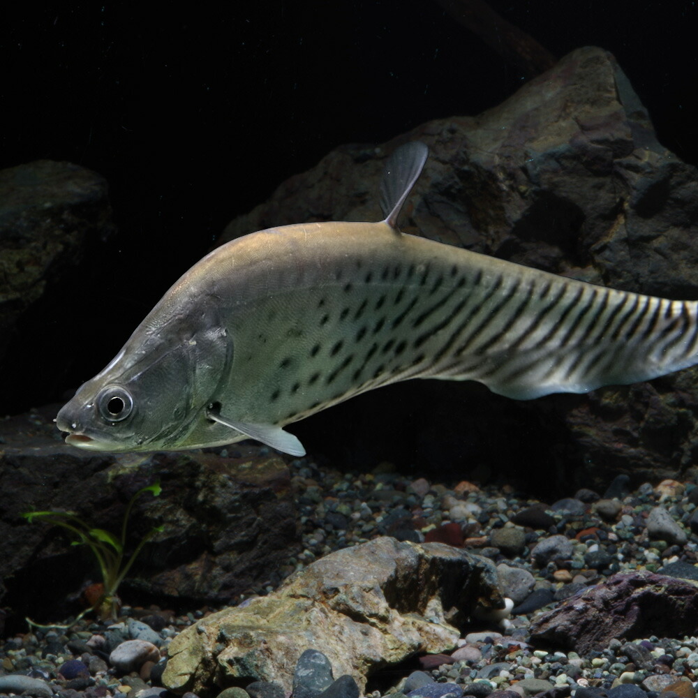 熱帯魚族 獣畜 ロイヤル庖丁 およそ10cm 匹 大桶 熱帯魚 敬服魚 飼育 生体 メイルオーダー 売る アクアリューム あくありうむ Daemlu Cl