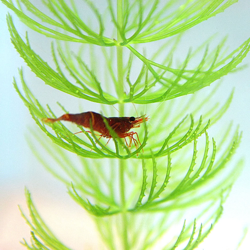 楽天市場 エビ イエローブロッサム シュリンプ 約１cm １匹 水槽 熱帯魚 観賞魚 飼育 生体 通販 販売 アクアリウム あくありうむ ネオス 楽天市場店