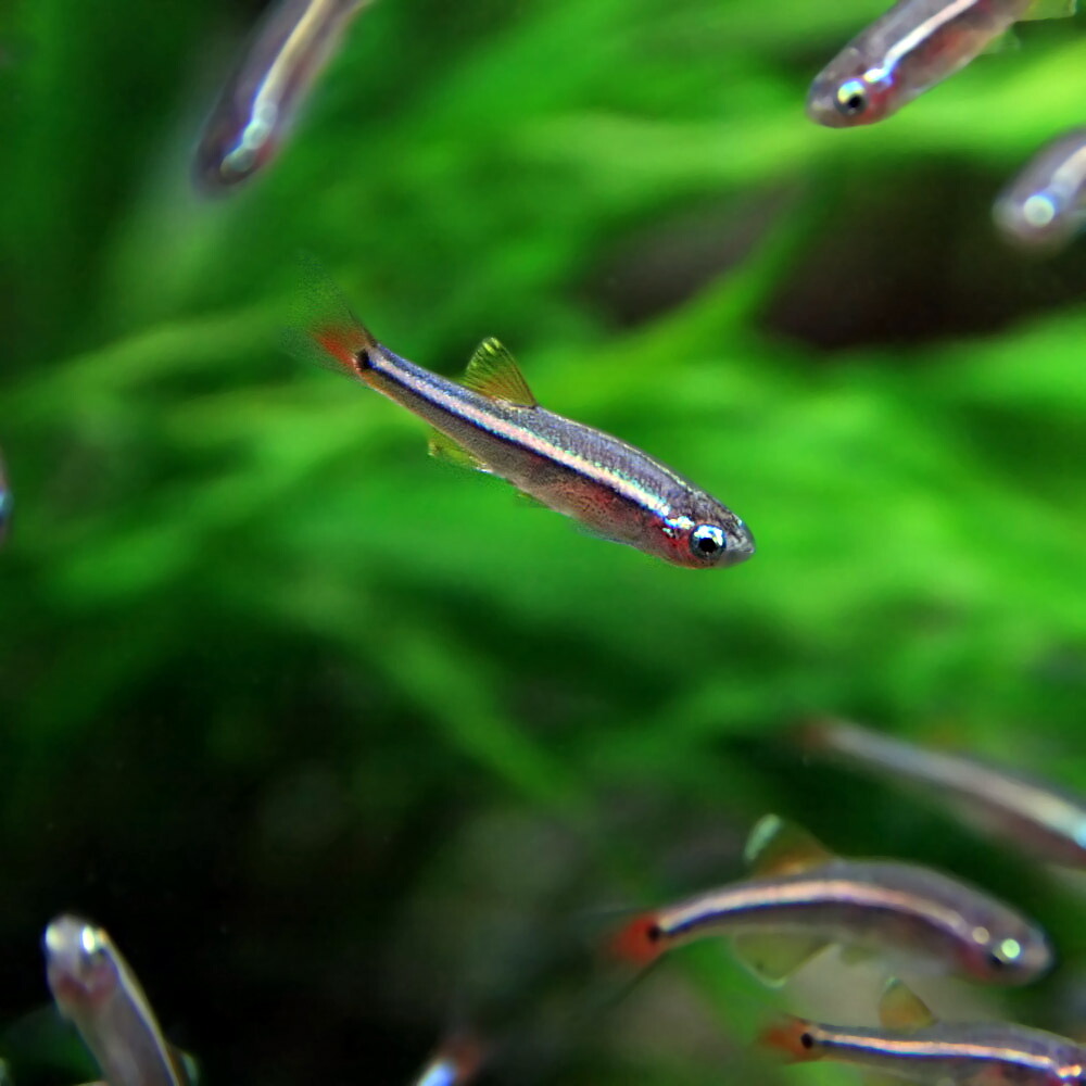 熱帯うろくず 生体 アカヒレ 大きさ 凡そ Cm 匹 タブ 熱帯魚 絶讃魚 飼育 生体 通信販売 鬻ぐ 水槽 あくありうむ Daemlu Cl