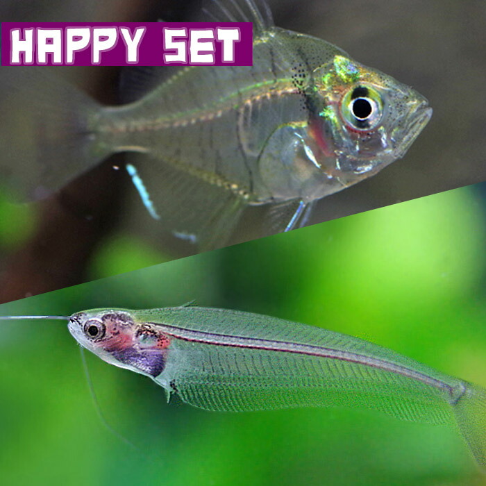 トランスルーセントグラスキャット　５cm± ３０匹（保障＋３匹） トランスルーセントグラスキャットの飼育法（水質・餌・混泳・大きさ等