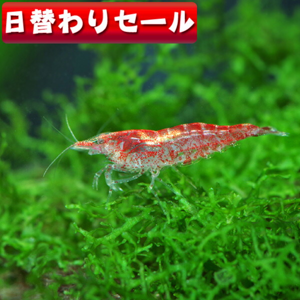 期間限定送料無料 熱帯魚 生体 日替わり限定 レッドチェリーシュリンプ 約１ ５cm ６匹 水槽 観賞魚 飼育 通販 販売 アクアリウム あくありうむ 小型