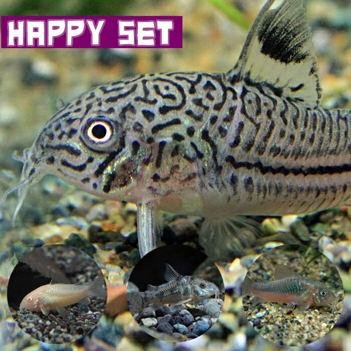 3匹】コリドラス・コルレア 4cmサイズ 熱帯魚 生体
