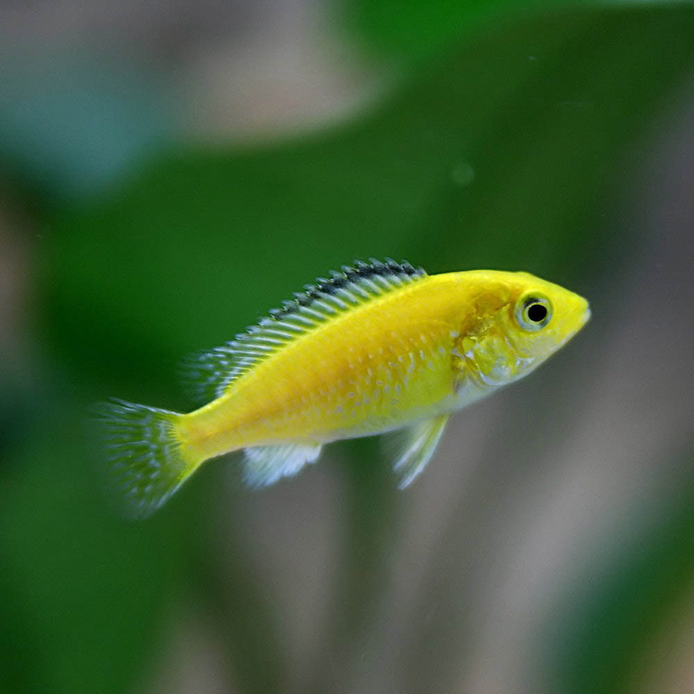 【楽天市場】(熱帯魚)イエローストライプシクリッド （約２-３cm）（４匹）【水槽/熱帯魚/観賞魚/飼育】【生体 】【通販/販売】【アクアリウム/あくありうむ】【小型】