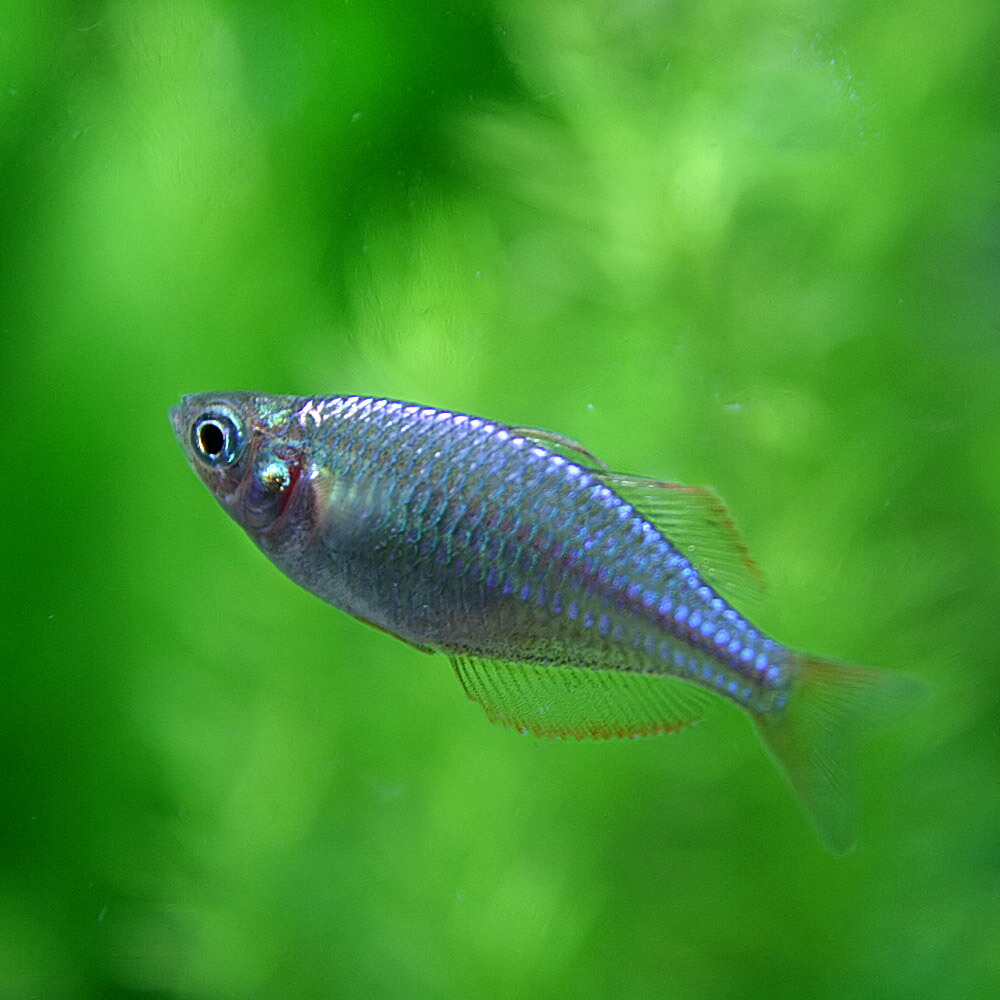 楽天市場】(熱帯魚 生体)ネオンドワーフレインボー （約2-3cm