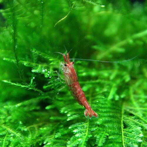(エビ) レッドチェリーシュリンプ　（約１.５cm）（１００匹） 【水槽/熱帯魚/観賞魚/飼育】【生体】【通販/販売】【アクアリウム/あくありうむ】【小型】