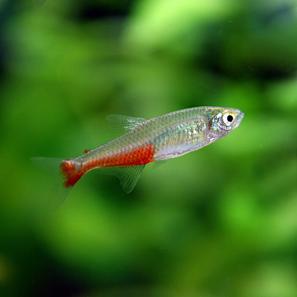 楽天市場】(熱帯魚 生体)オレンジグリッターダニオ （約2cm）（4匹