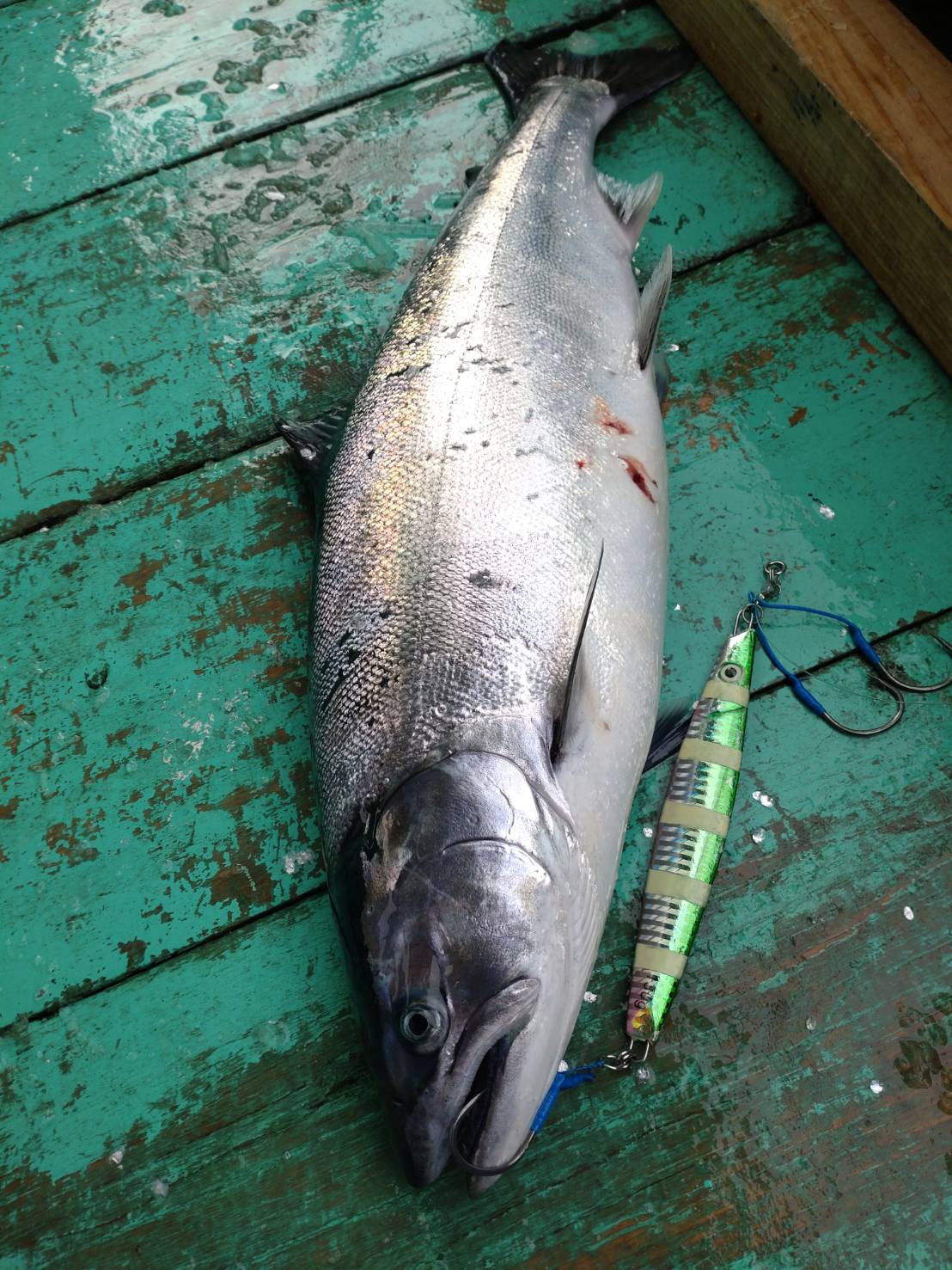 【サクラマス一本釣り生マス道南産】2,5K前後大サイズ期間限定2月～4月
