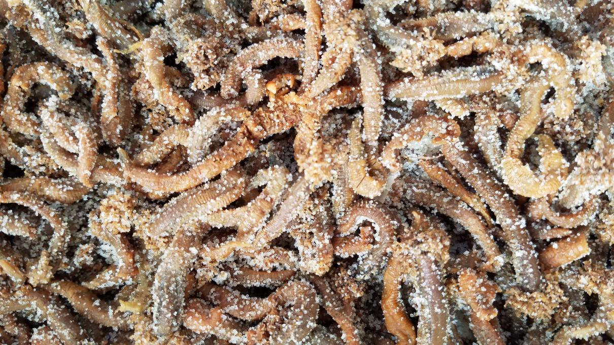 【海魚釣りの定番】魚釣り徳用1K 塩エラコ カレイ、アイナメ魚釣りに至適（2023年新物で産業）
