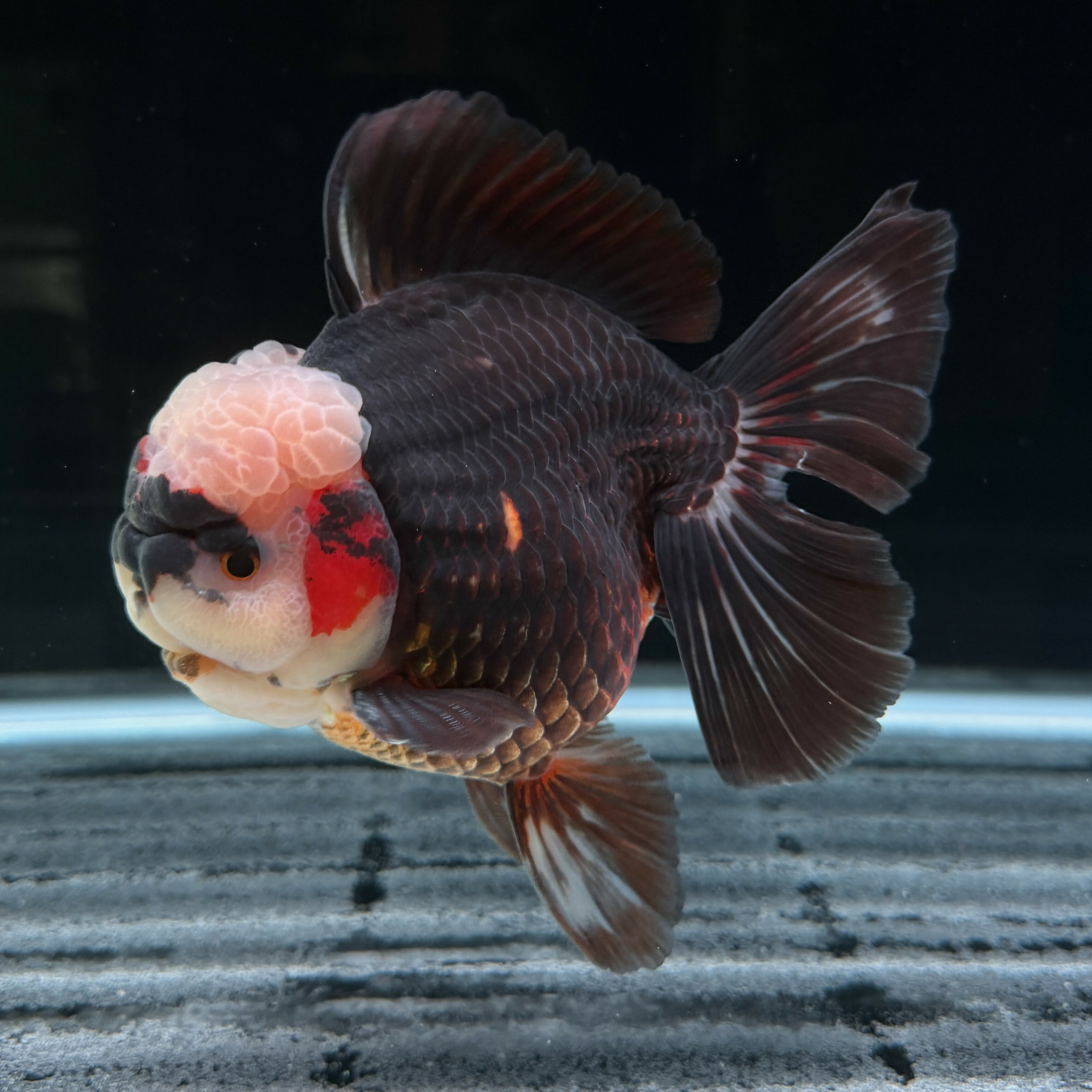 [フィッシュマスターオカ]＊動画有　金魚　生体　トリカラー ローズテールオランダ　中国産　厳選個体　極上個体　オランダ獅子頭　観賞魚｜フィッシュマスターオカ金魚専門店