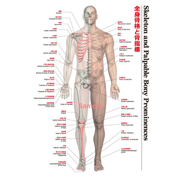 楽天市場 ラウンドフラット 全身骨格と骨指標ポスター A1サイズ Round Flat Fitness Online フィットネス市場