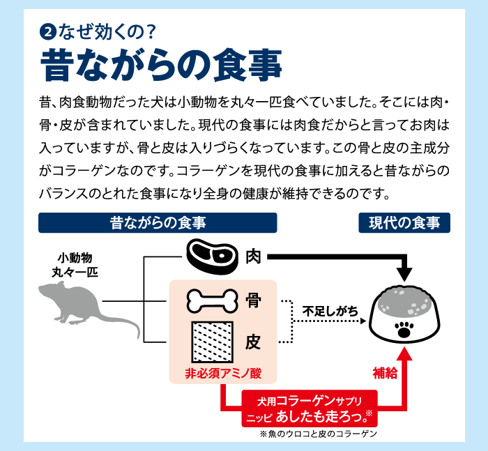 楽天市場 犬用サプリメント ニッピ あしたも走ろっ 牛由来 40g 足腰想いのコラーゲン 健康補助食品 5kgの犬約1ヶ月分 ペットガーデン紀三井寺