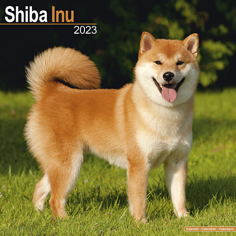 年末のプロモーション 予約 10月上旬発送予定 海外輸入版 23年 ドッグカレンダー 柴犬 英国輸入版 犬種別 大判 壁掛け 暦 イギリス ペット フルカラー 写真 キンペックス ワールドオブディスカバリー社 Whitesforracialequity Org