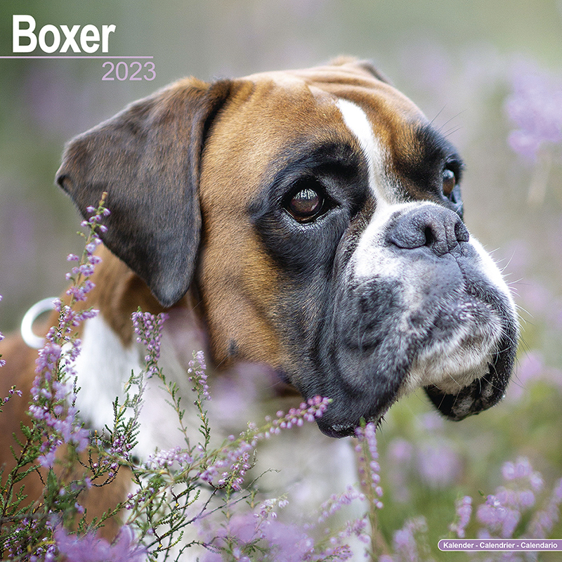 予約 10月上旬発送予定 海外輸入版 イギリス ボクサー 英国輸入版 23年 ドッグカレンダー 犬種別 壁掛け 暦 大判