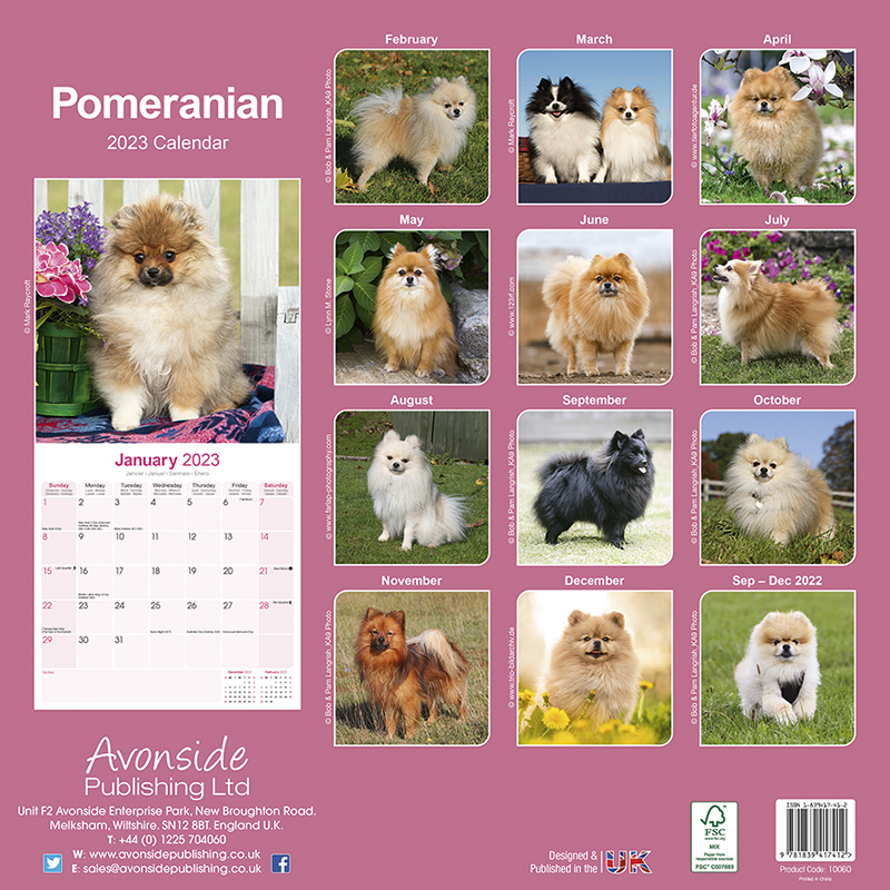 市場 予約 10月上旬発送予定 英国輸入版 ドッグカレンダー 23年 大判 ポメラニアン 壁掛け 海外輸入版 犬種別