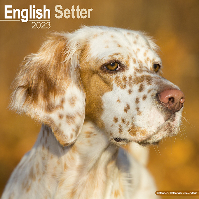 市場 予約 10月上旬発送予定 23年 イングリッシュセッター 犬種別 壁掛け 大判 海外輸入版 英国輸入版 ドッグカレンダー