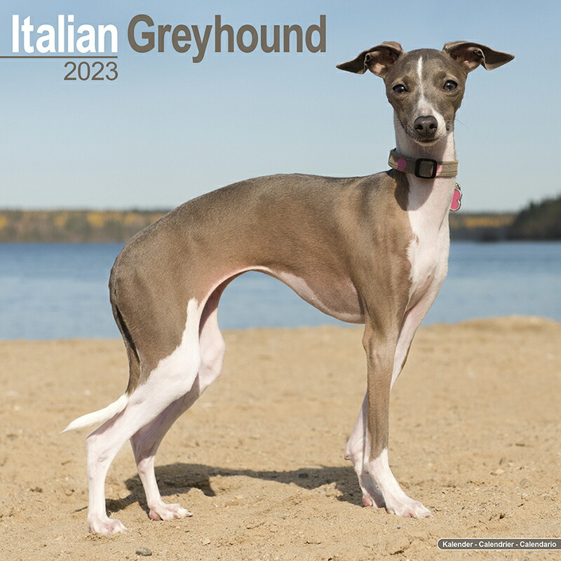 市場 予約 10月上旬発送予定 イタリアングレーハウンド ドッグカレンダー 犬種別 海外輸入版 大判 英国輸入版 23年